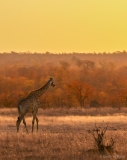 Giraffe tijdens het gouden uurtje, Zuid-Afrika